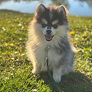 Bounty participe au concours pour gagner de l'argent avec cette photo : dog, pomeranian, puppy, grass, sunlight, outdoor, happy, smiling, leash, nature, flower, greenery, pet, animal, cute, fur, portrait, daylight, blurred_background, small_dog
