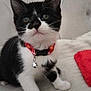 accessories, animal, blanket, canine, cat, collar, couch, cushion, dog, furniture, homedecor, jewelry, kitten, leash, manx, necklace, pet, puppy, quilt, strap