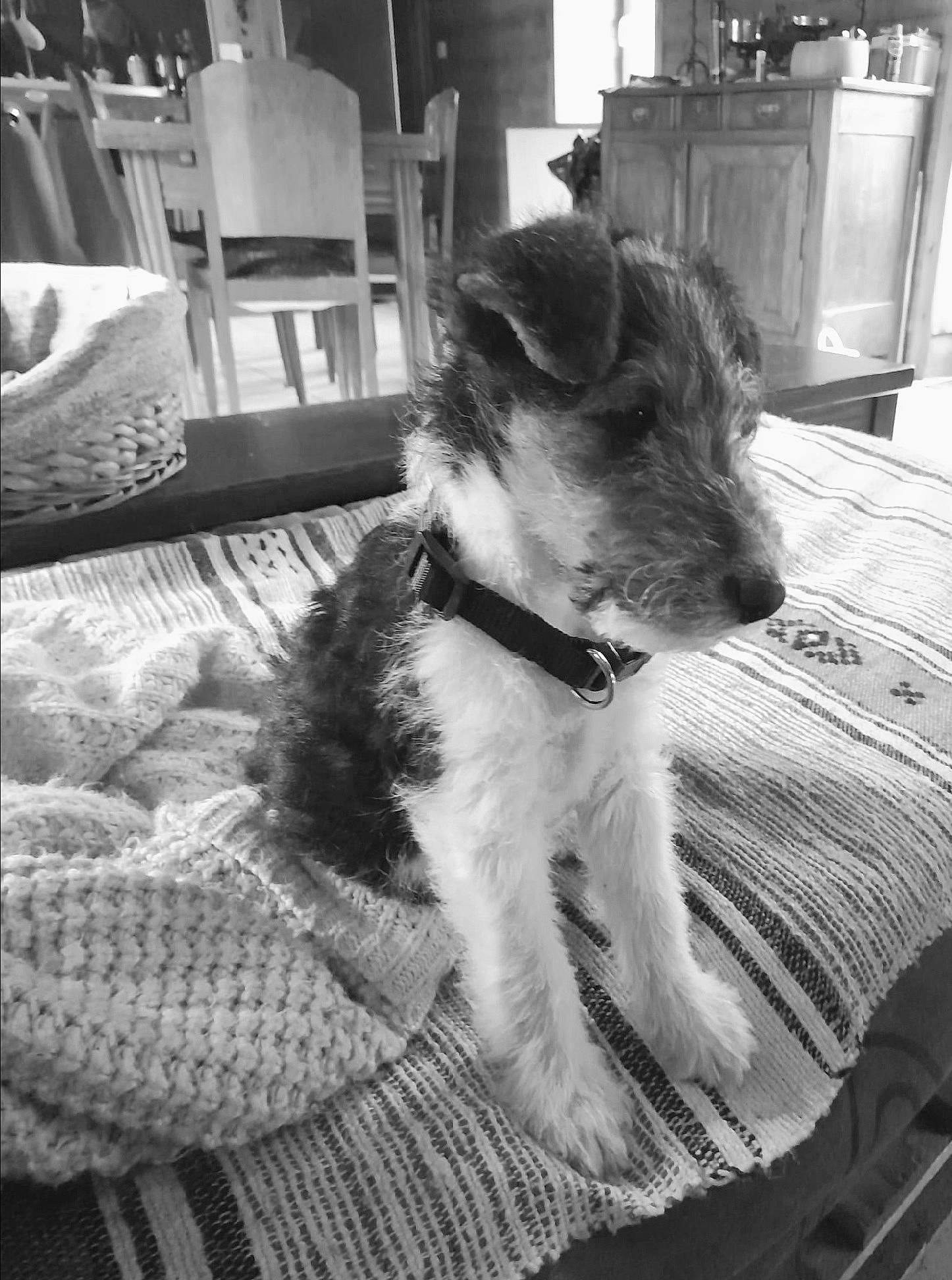 Sueno a rejoint le concours — aidez-le/la à gagner de superbes lots ! black, black_and_white, canidae, carnivore, comfort, companion_dog, dog, dog_breed, fur, lakeland_terrier, monochrome, monochrome_photography, schnauzer, snout, sporting_group, style, terrier, toy_dog, white, working_animal