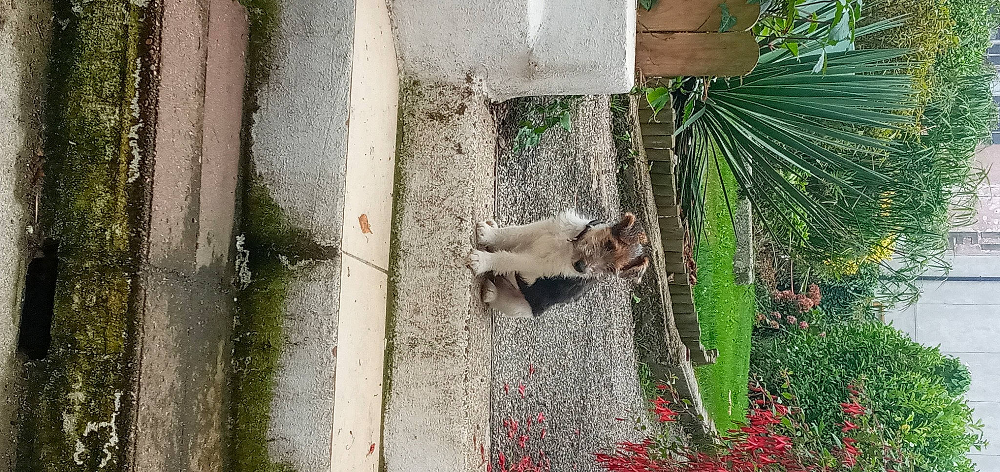 Sueno participe au concours pour gagner de l'argent avec cette photo : arecales, carnivore, cat, concrete, desert_palm, fawn, felidae, grass, leaf, palm_tree, plant, road_surface, sabal_minor, saw_palmetto, small_to_medium_sized_cats, tail, terrestrial_plant, tree, whiskers, wood