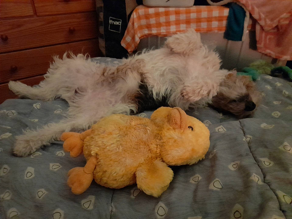 Sueno participe au concours pour gagner de l'argent avec cette photo : cabinetry, canidae, carnivore, chest_of_drawers, companion_dog, dog, dog_breed, dog_supply, door, drawer, fawn, fur, hardwood, pet_supply, sporting_group, stuffed_toy, toy, toy_dog, wood, working_animal