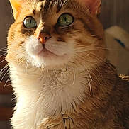 Bébé participe au concours pour gagner de l'argent avec cette photo : cat, tabby, indoor, pet, feline, closeup, green_eyes, whiskers, fur, sunlight, portrait, cute, animal, mammal, domestic, looking_up, fluffy, ears, nose, expression