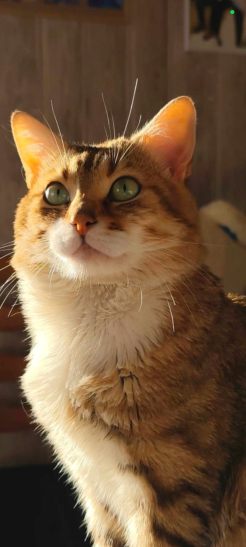 Bébé participe au concours pour gagner de l'argent avec cette photo : cat, tabby, indoor, pet, feline, closeup, green_eyes, whiskers, fur, sunlight, portrait, cute, animal, mammal, domestic, looking_up, fluffy, ears, nose, expression