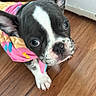 Ellie is registered to the contest to win money with this photo: dog, puppy, boston_terrier, black_and_white, pet, animal, portrait, close_up, wide_eyes, floppy_ears, short_snout, pink_clothing, costume, wooden_floor, indoor, home, cuddly, cute, standing, photography