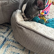 Ellie joined the competition — help win amazing prizes! puppy, dog, black_and_white, pet, animal, sleeping, resting, plush_bed, blanket, stuffed_toy, colorful_toy, cozy, indoors, living_room, rug, couch, close_up, adorable, playful, sniffing