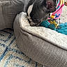 puppy, dog, black_and_white, pet, animal, sleeping, resting, plush_bed, blanket, stuffed_toy, colorful_toy, cozy, indoors, living_room, rug, couch, close_up, adorable, playful, sniffing