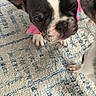 Ellie joined the competition — help win amazing prizes! puppy, dog, boston_terrier, two_dogs, black_and_white, pet, animal, closeup, portrait, rug, carpet, indoor, home, sitting, standing, paws, pink_collar, short_snout, cute, playful