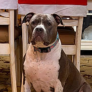 Bexlei Aka Juicy is registered to the contest to win money with this photo: animal, brown, canine, carpet, chair, collar, dog, domestic_animal, floor, furniture, household, indoor, looking, pet, pit_bull, portrait, sitting, spot, tablecloth, white