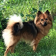 Rusty joined the competition — help win amazing prizes! dog, animal, pet, grass, outdoor, fence, greenery, fur, tail, canine, nature, plant, leaf, mammal, standing, alert, brown, black, fluffy, portrait