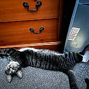 Chip joined the competition — help win amazing prizes! carpet, cat, curious, domestic_animal, ears, feline, floor, furniture, indoor, looking_at_camera, pet, plastic_storage_box, playful, relaxed, stretching, tabby, tail, whiskers, white_paws, wooden_dresser