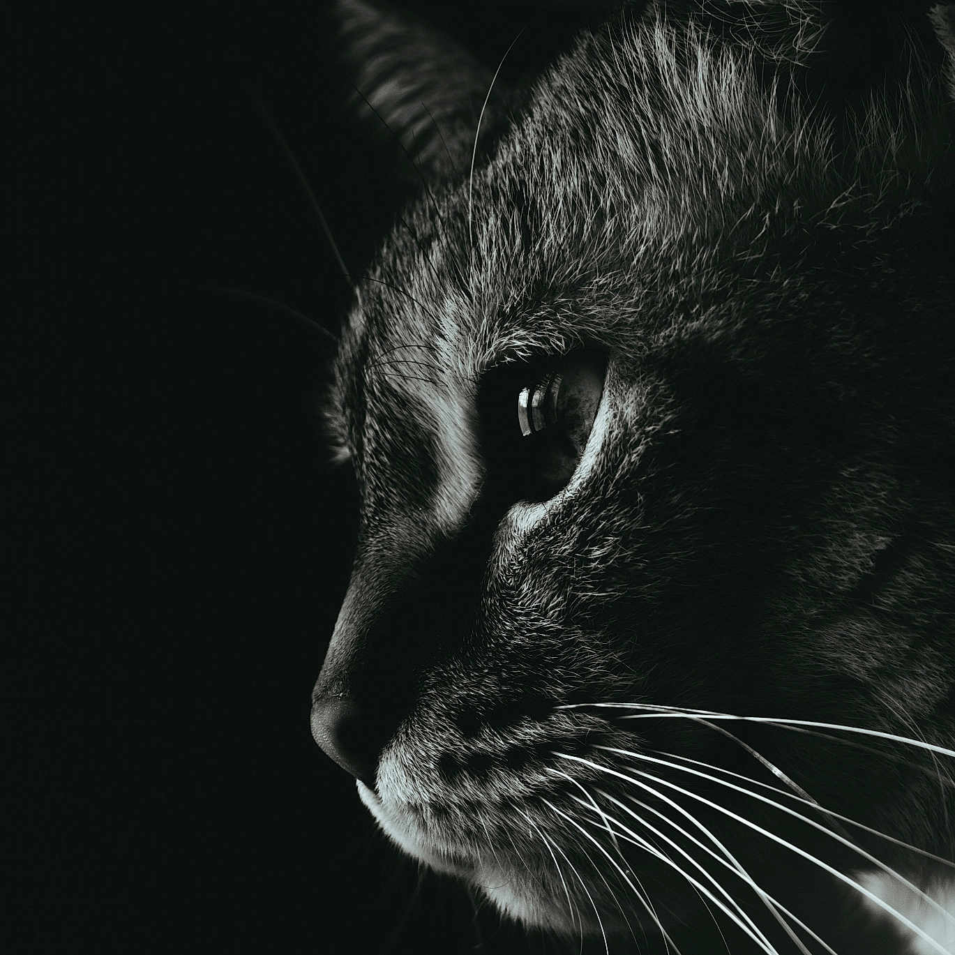 Minette a rejoint le concours — aidez-le/la à gagner de superbes lots ! animal, black_and_white, cat, close_up, dark_background, detailed, eye, face, feline, fur, monochrome, muzzle, pet, photography, portrait, profile, sharp, side_view, texture, whiskers