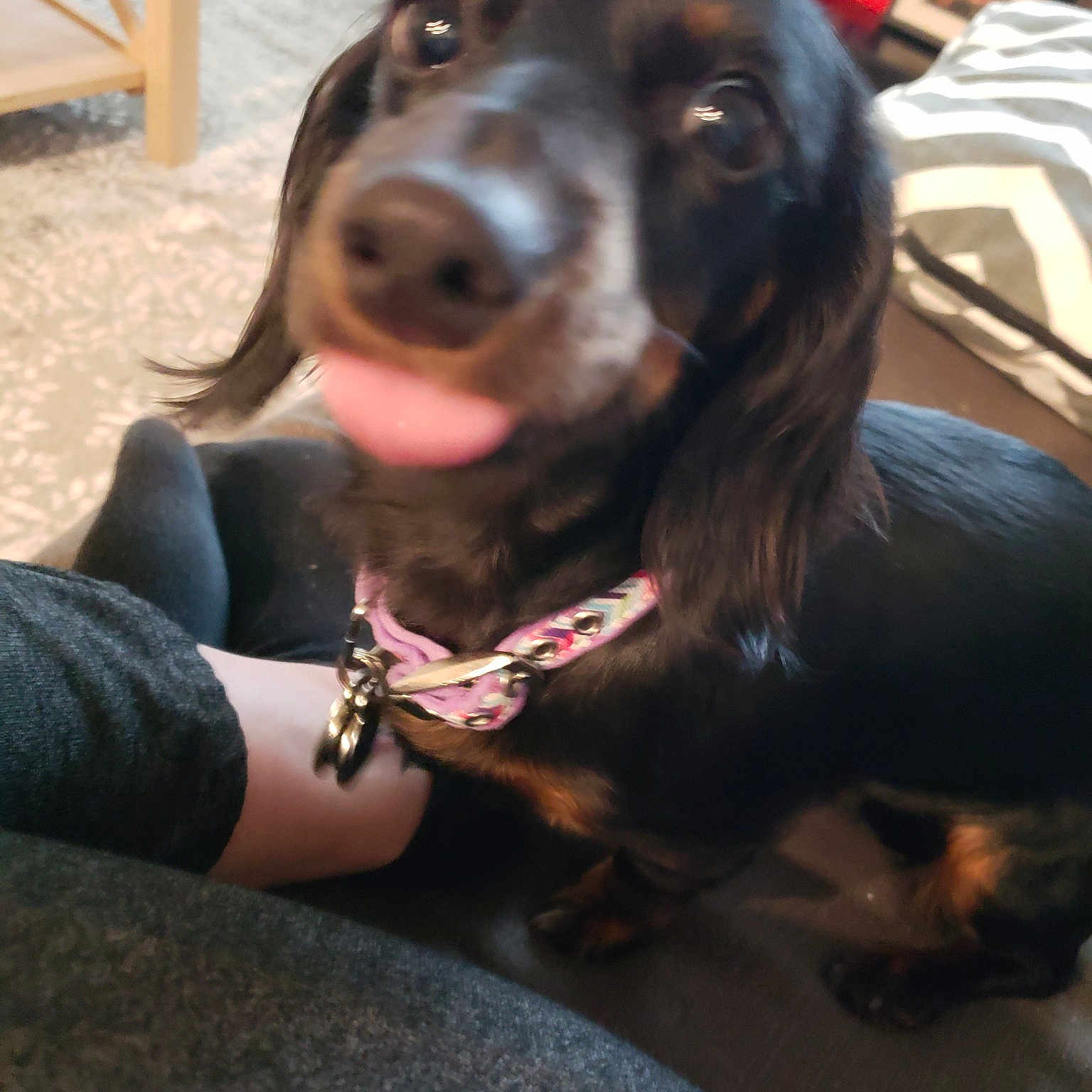 Daisy