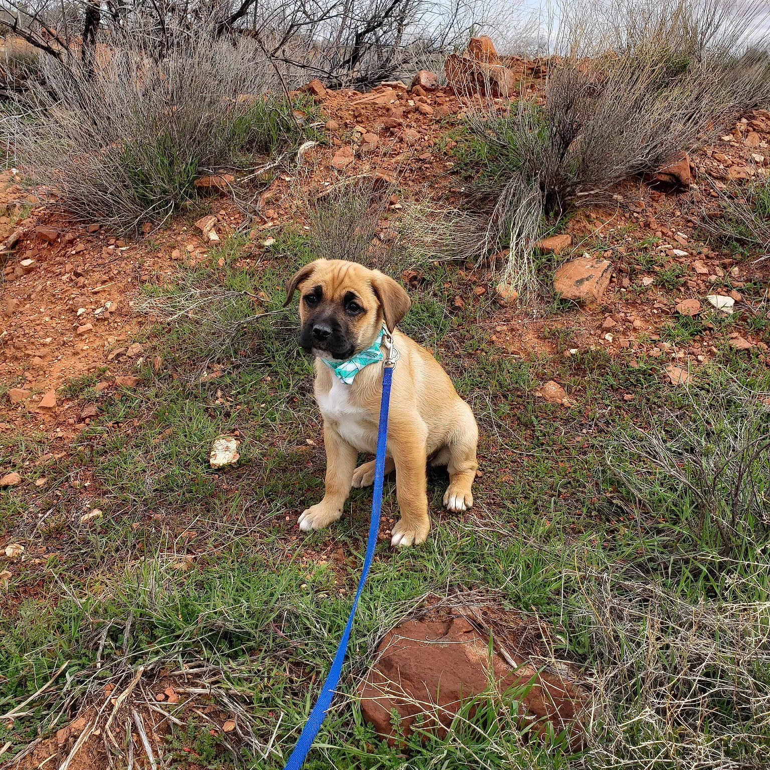 Poppy is registered to the contest to win money with this photo: adventure, anatolian_shepherd_dog, black_mouth_cur, canidae, carnivore, dog, dog_breed, fawn, field_trial, grass, hunting_dog, kangal_dog, labrador_retriever, plant_community, puggle, shrubland, sporting_group, tree, walking, wildlife