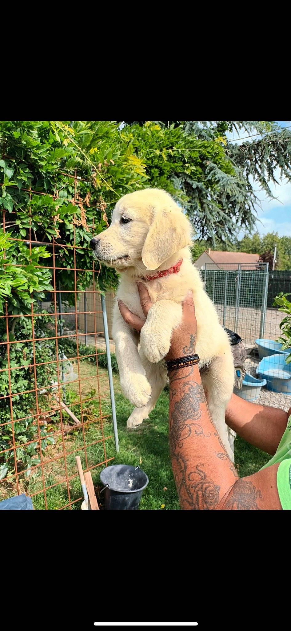 Milo participe au concours pour gagner de l'argent avec cette photo : bracelet, canidae, carnivore, companion_dog, dog, dog_breed, dog_collar, fawn, fence, garden, grass, leisure, plant, recreation, soil, sporting_group, toy, tree, watch, working_animal