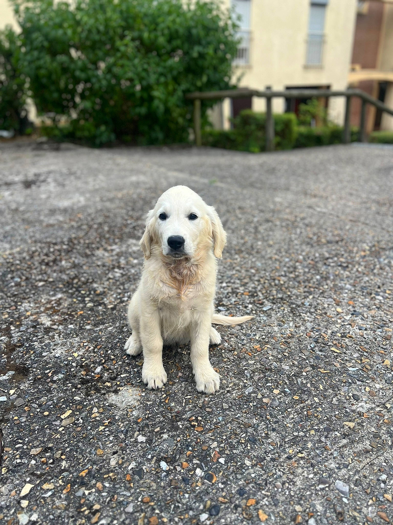 Milo participe au concours pour gagner de l'argent avec cette photo : asphalt, carnivore, companion_dog, dog, dog_breed, fawn, grass, labrador_retriever, plant, retriever, road, road_surface, sidewalk, snout, soil, sporting_group, street_dog, terrestrial_animal, tree, window