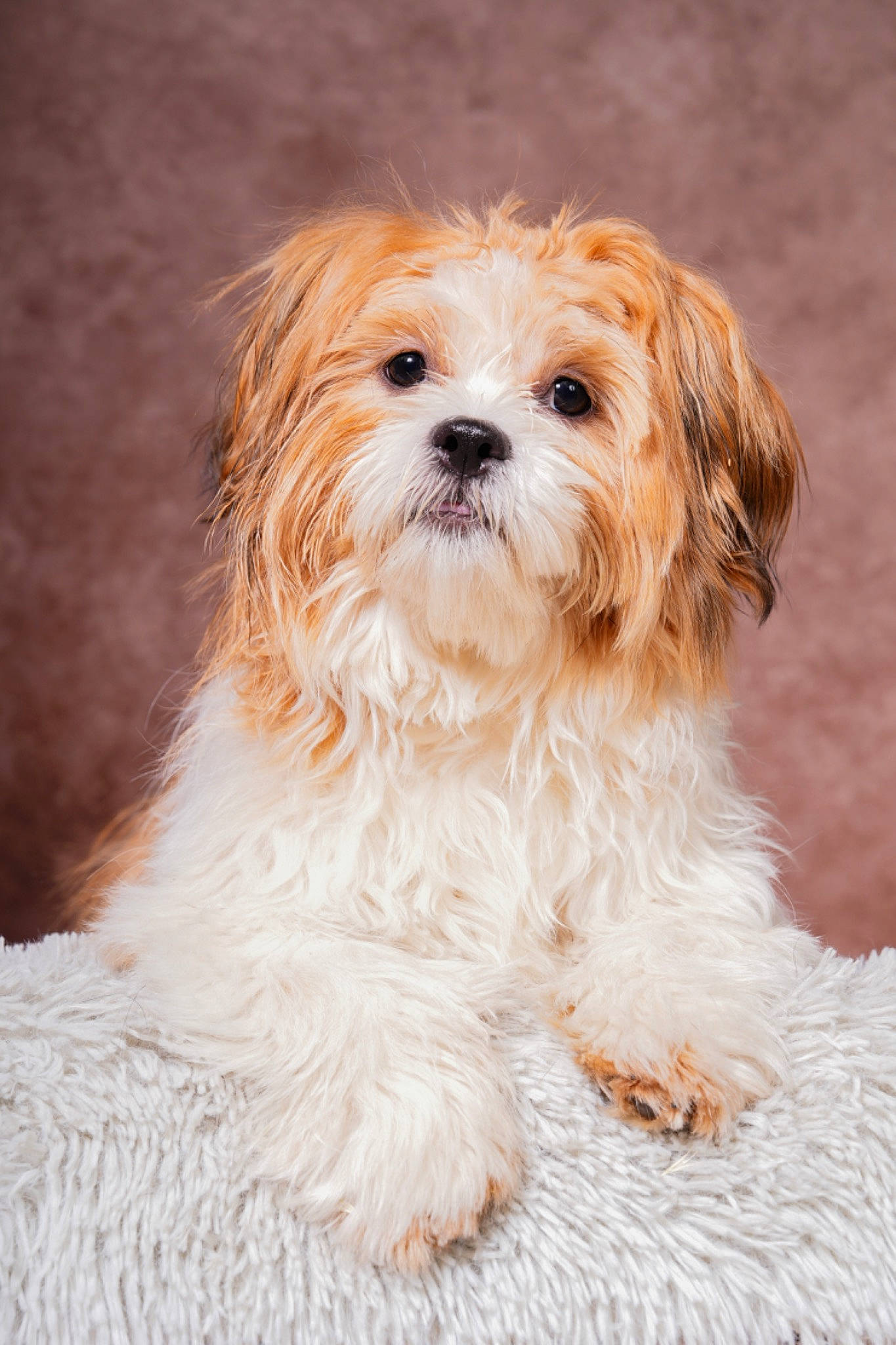 Kyubi a rejoint le concours — aidez-le/la à gagner de superbes lots ! canidae, carnivore, companion_dog, dog, dog_breed, fawn, fur, liver, maltepoo, puppy_love, shih_poo, small_terrier, snout, sporting_group, terrier, toy_dog, watch, water_dog, whiskers, working_animal