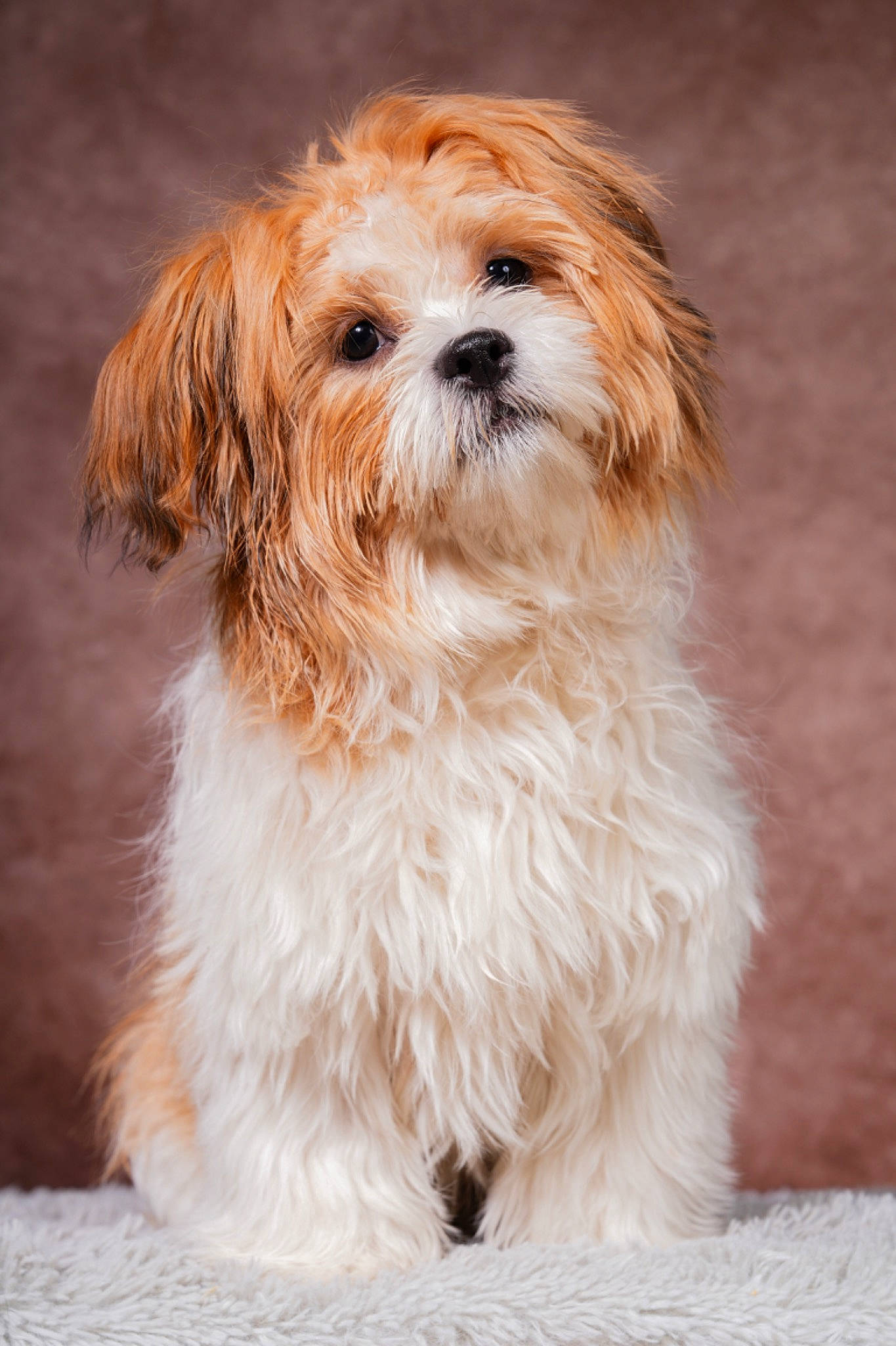 Kyubi a rejoint le concours — aidez-le/la à gagner de superbes lots ! canidae, carnivore, companion_dog, dog, dog_breed, eye, fawn, fur, liver, mal_shi, maltepoo, plant, small_terrier, snout, sporting_group, terrier, toy_dog, water_dog, whiskers, working_animal