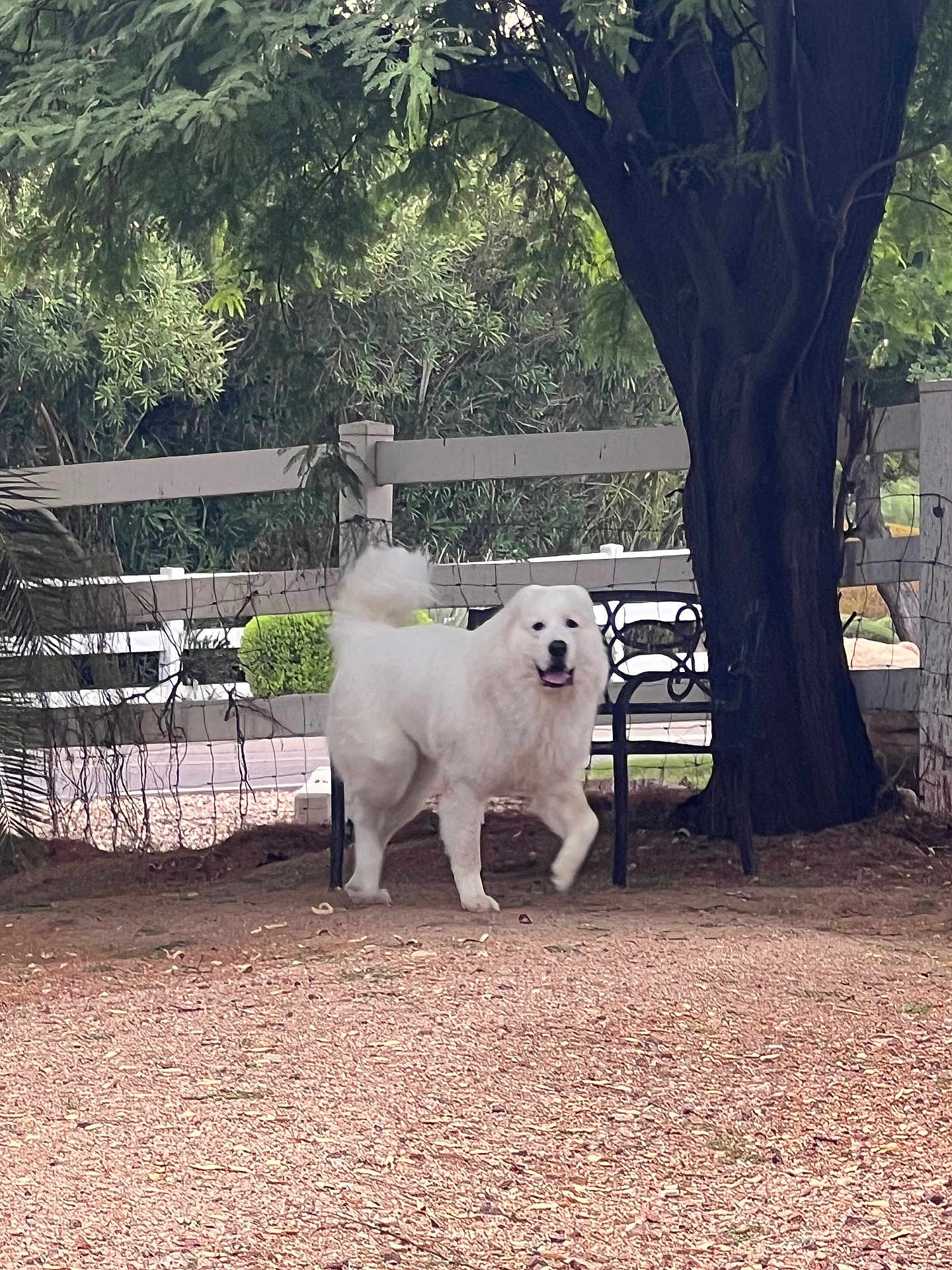 Koda joined the competition — help win amazing prizes! white_dog, dog, fluffy, great_pyrenees, tree, fence, bench, gravel, yard, outdoor, pet, tongue_out, standing, shade, trunk, foliage, bushes, ground, nature, smiling