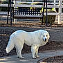 dog, large_dog, white_dog, fluffy, pet, outdoor, backyard, swing, bench, fence, pathway, sidewalk, gravel, bushes, shrubs, residential, standing, portrait, tail, mammal