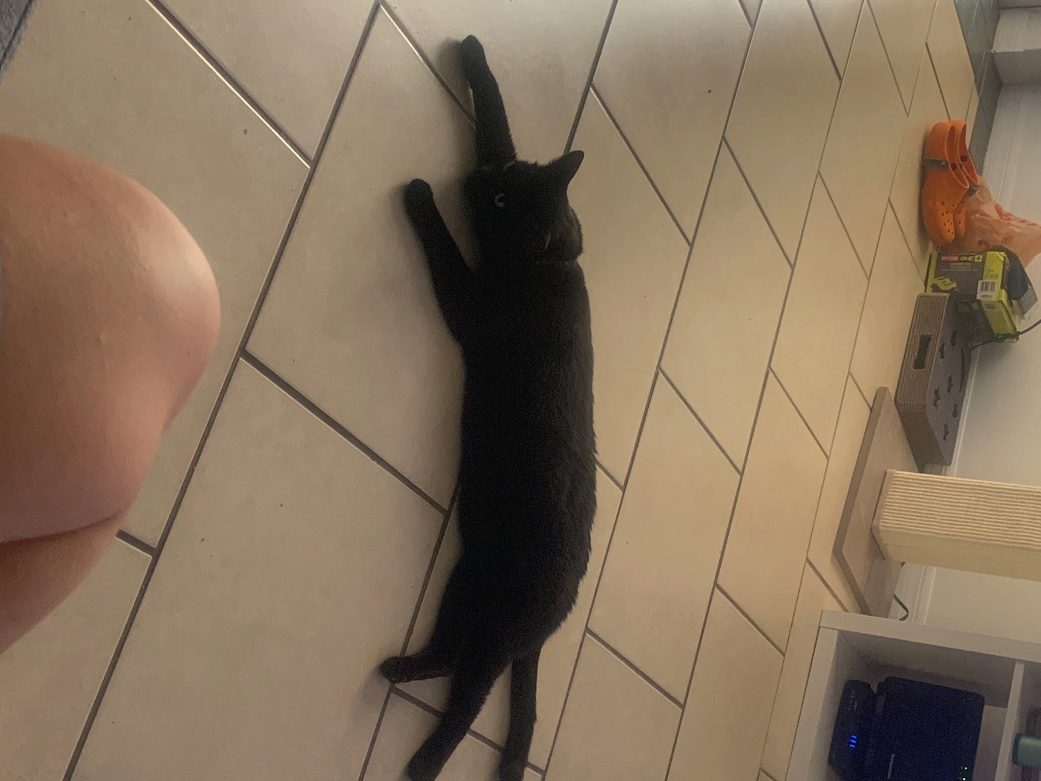 Liam joined the competition — help win amazing prizes! black_cat, carnivore, claw, domestic_short_haired_cat, felidae, floor, flooring, foot, fur, hardwood, human_leg, line, room, shadow, small_to_medium_sized_cats, tail, vertebrate, whiskers, wire, wood