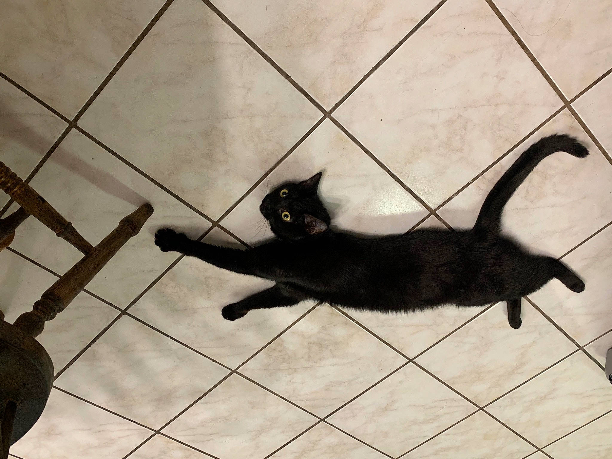 Liam is registered to the contest to win money with this photo: black_cat, bombay, carnivore, cat, cloud, domestic_short_haired_cat, felidae, flooring, line, metal, monochrome, monochrome_photography, paw, pet_supply, shadow, small_to_medium_sized_cats, snout, tail, tints_and_shades, whiskers