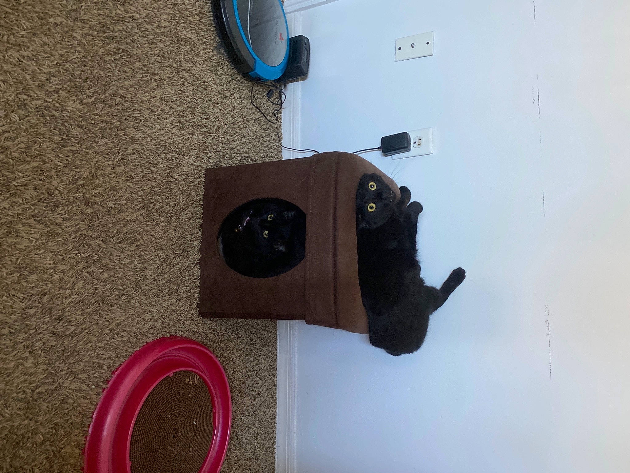 Savannah joined the competition — help win amazing prizes! audio_equipment, automotive_tire, cable, circle, electric_blue, electrical_supply, electrical_wiring, font, gas, machine, magenta, material_property, number, rectangle, room, sign, symbol, wire, wood