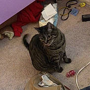 Dani is registered to the contest to win money with this photo: carnivoran, cat, cat_like_mammal, domestic_short_haired_cat, european_shorthair, floor, flooring, kitten, mammal, small_to_medium_sized_cats, vertebrate, whiskers