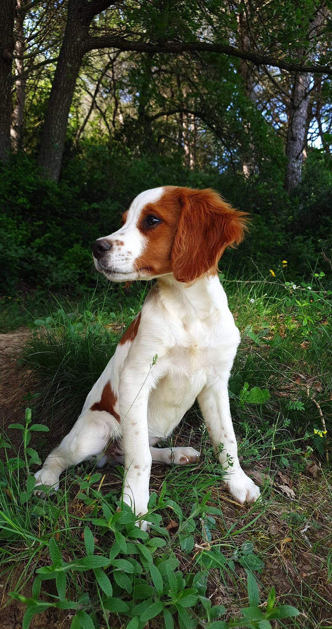 Naïka participe au concours pour gagner de l'argent avec cette photo : brittany, canidae, carnivore, companion_dog, dog, dog_breed, fawn, grass, gun_dog, hound, hunting_dog, liver, plant, snout, sporting_group, tail, terrestrial_animal, tree, walking