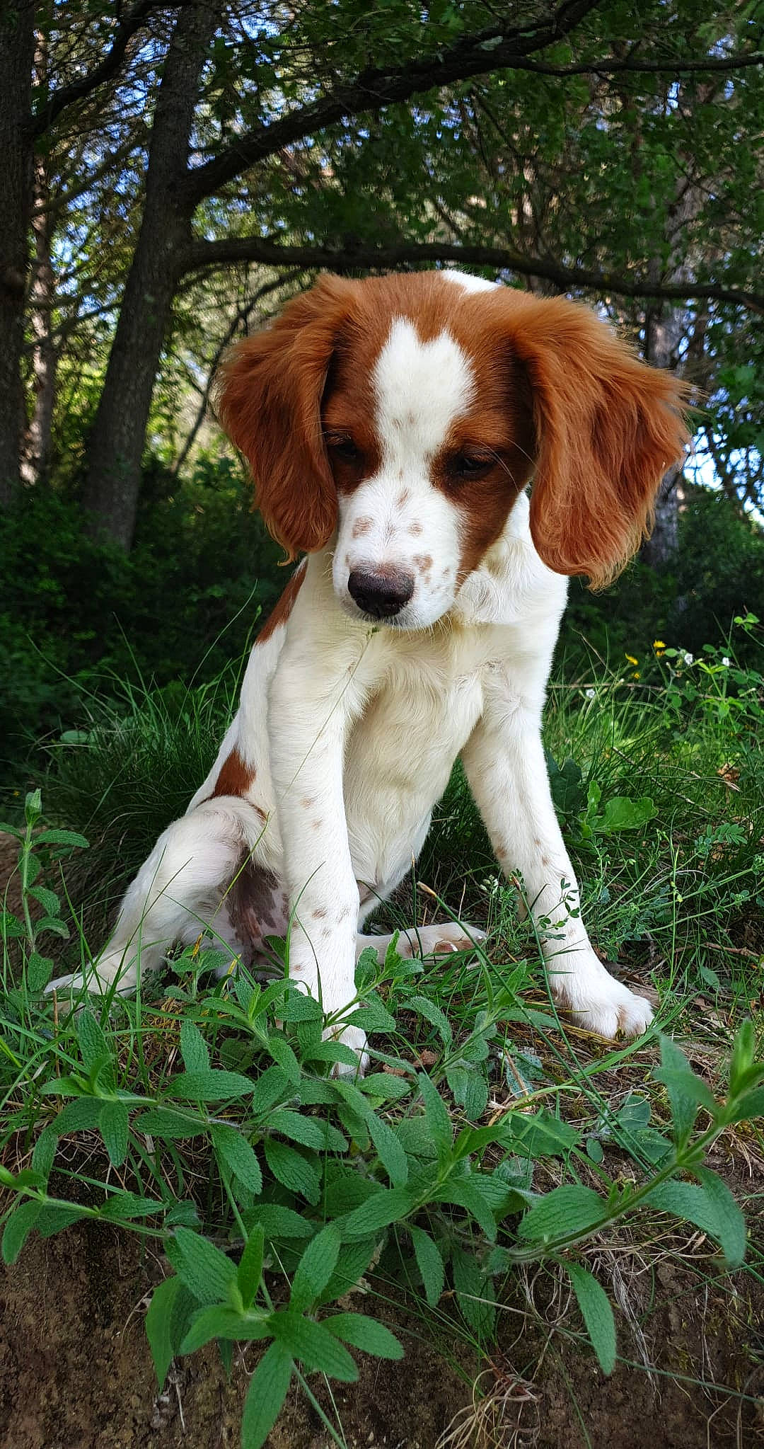 Naïka a rejoint le concours — aidez-le/la à gagner de superbes lots ! brittany, canidae, carnivore, companion_dog, dog, dog_breed, drentse_patrijshond, fawn, fur, grass, groundcover, gun_dog, irish_red_and_white_setter, liver, plant, pointing_breed, spaniel, sporting_group, tail, tree