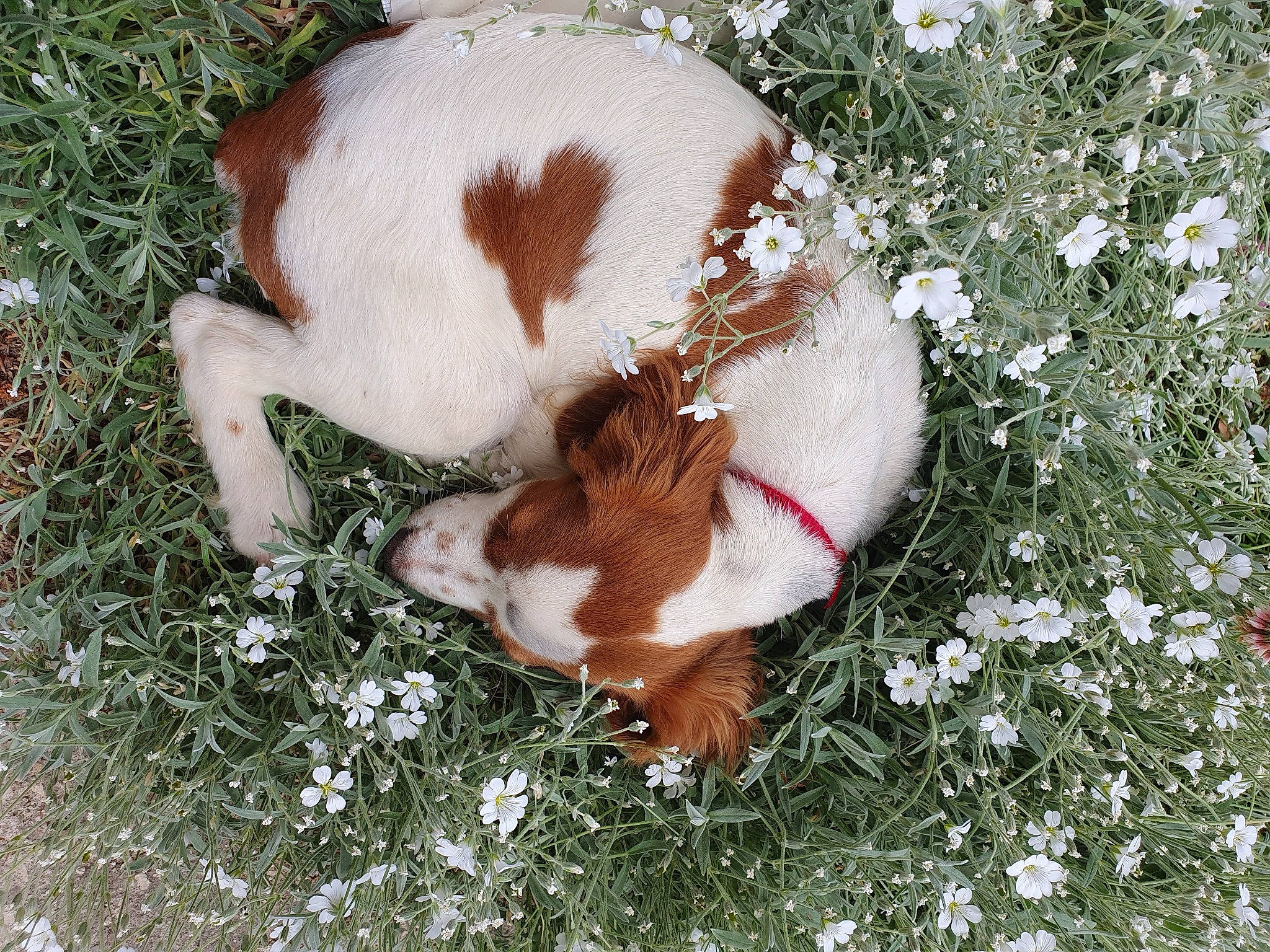 Naïka a rejoint le concours — aidez-le/la à gagner de superbes lots ! canidae, carnivore, collar, companion_dog, dog, dog_breed, dog_collar, flower, fur, grass, groundcover, liver, petal, plant, snout, snow, sporting_group, tail, whiskers, working_animal