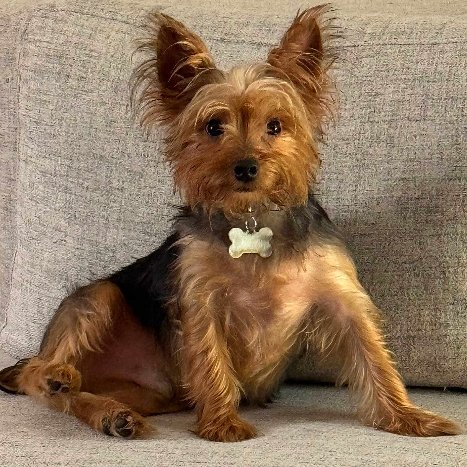Max is registered to the contest to win money with this photo: animal, black_fur, brown_fur, canine, collar, companion, couch, cute, dog, dog_tag, ears_up, friendly, fur, indoor, paw, pet, relaxed, sitting, small_dog, terrier