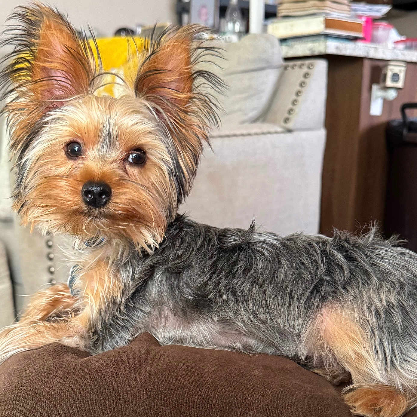 Bandit Cooper joined the competition — help win amazing prizes! animal, brown, companion, couch, cute, dog, domestic_animal, ears, eyes, fur, furniture, gray, indoor, living_room, nose, pet, puppy, relaxed, small_dog, yorkshire_terrier