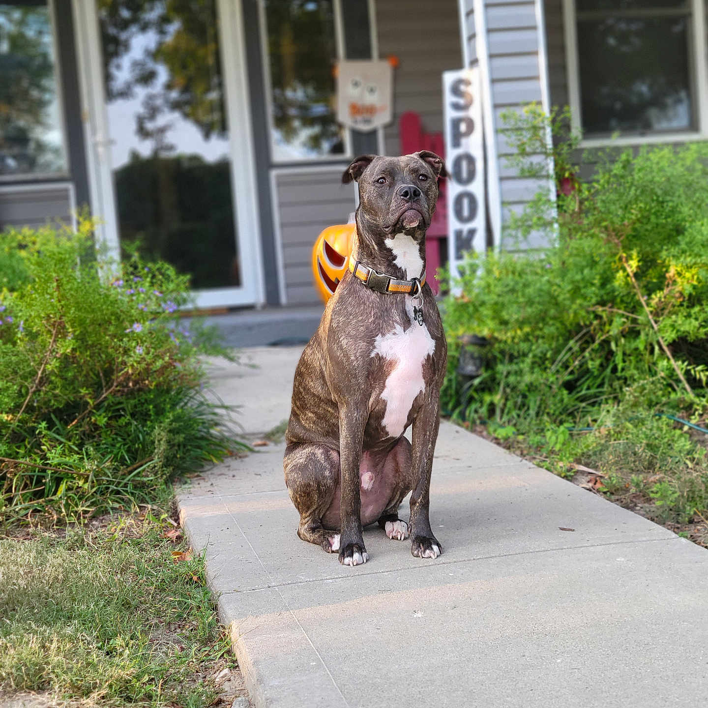 Winston is registered to the contest to win money with this photo: animal, architecture, building, canine, dog, grass, house, housing, jar, path, pet, plant, planter, porch, pottedplant, pottery, sidewalk, slate, vase, walkway
