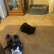 Midnight is registered to the contest to win money with this photo: animal, black_and_white_cat, black_cat, carpet, cat, cozy, curious, domestic, feline, floor, furniture, household, indoor, litter_box, looking_up, pet, plate, resting, room, slippers