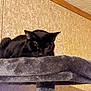 animal, black_cat, cat, cat_tree, cozy, domestic_cat, furniture, furry, fuzz, gray, home, indoor, pet, quiet, relaxation, resting, sleeping, soft, texture, wall