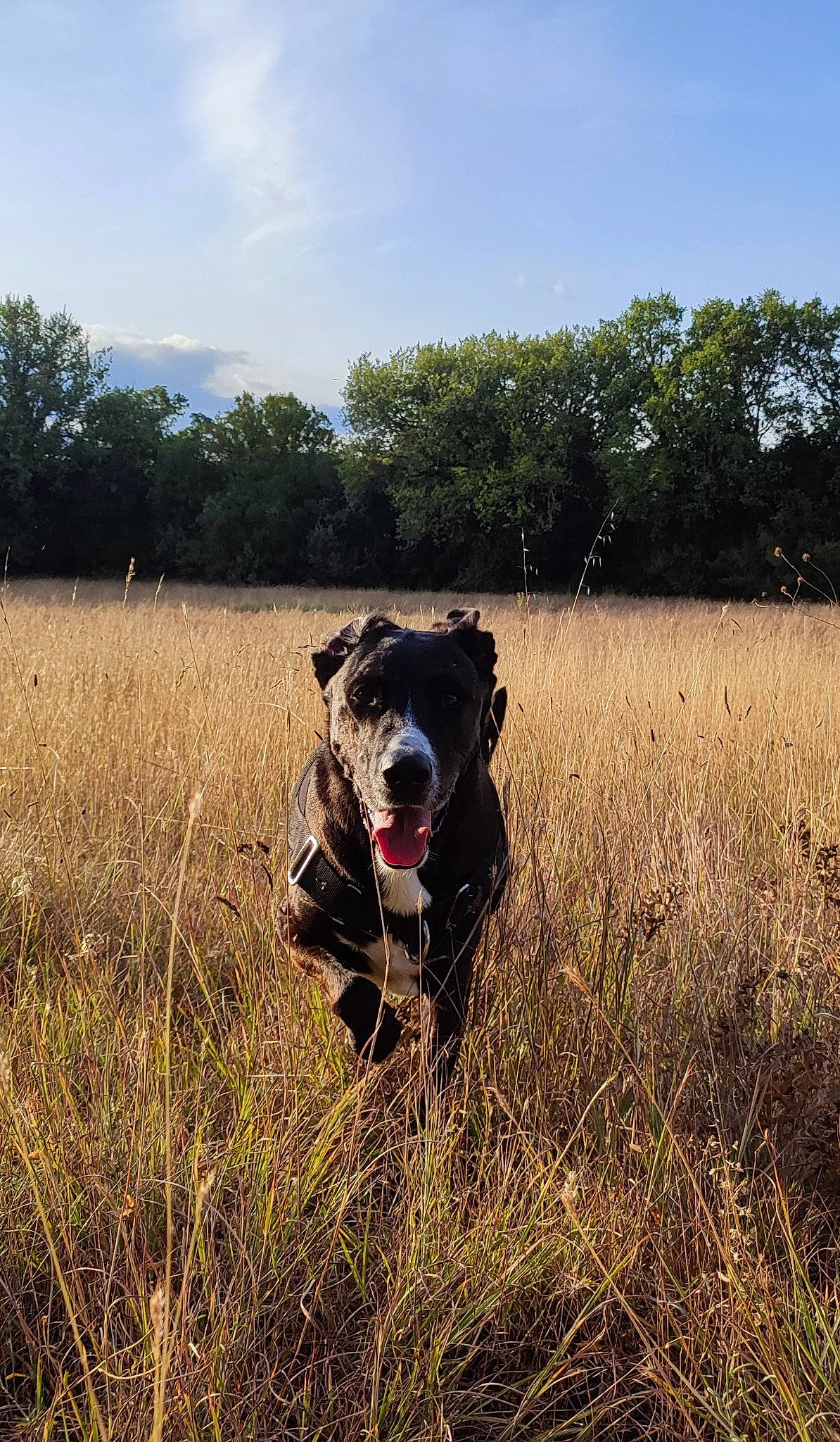 Santi participe au concours pour gagner de l'argent avec cette photo : adventure, canidae, carnivore, cloud, companion_dog, dog, dog_breed, dog_collar, fawn, grass, grassland, gun_dog, meadow, plant, prairie, sky, snout, sporting_group, tree, working_animal