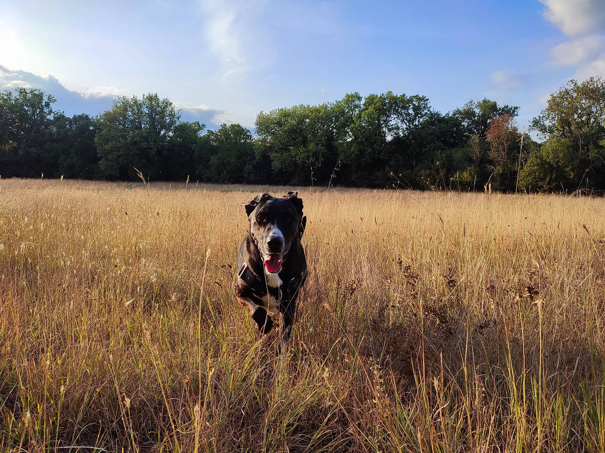 Santi a rejoint le concours — aidez-le/la à gagner de superbes lots ! agriculture, carnivore, cloud, dog, dog_breed, fawn, field, grass, grassland, landscape, meadow, natural_landscape, pasture, plain, plant, prairie, sky, sporting_group, tree, working_animal