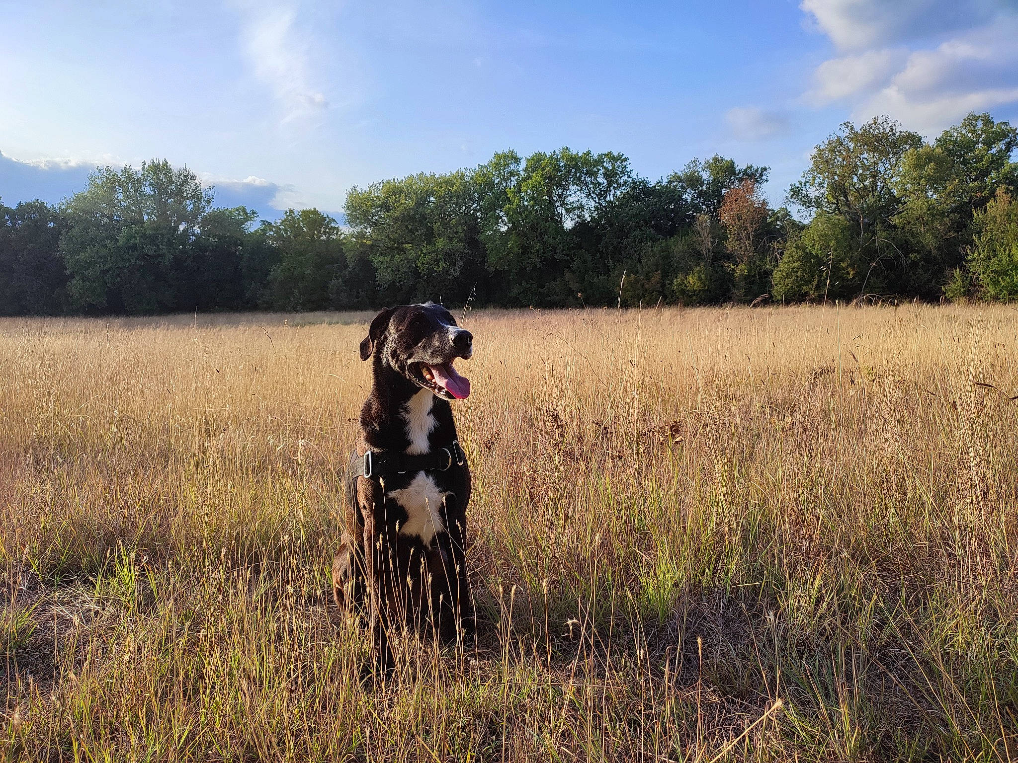 Santi a rejoint le concours — aidez-le/la à gagner de superbes lots ! agriculture, carnivore, cloud, dog, dog_breed, fawn, grass, grassland, landscape, meadow, natural_landscape, pasture, people_in_nature, plain, plant, prairie, sky, sporting_group, tree, working_animal