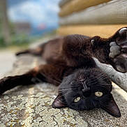 Rose participe au concours pour gagner de l'argent avec cette photo : black_cat, cat, paw, stretching, lying_down, stone_surface, texture, wooden_wall, outdoor, cloudy_sky, close_up, animal, pet, relaxed, whiskers, curious, feline, nature, daylight, blurred_background