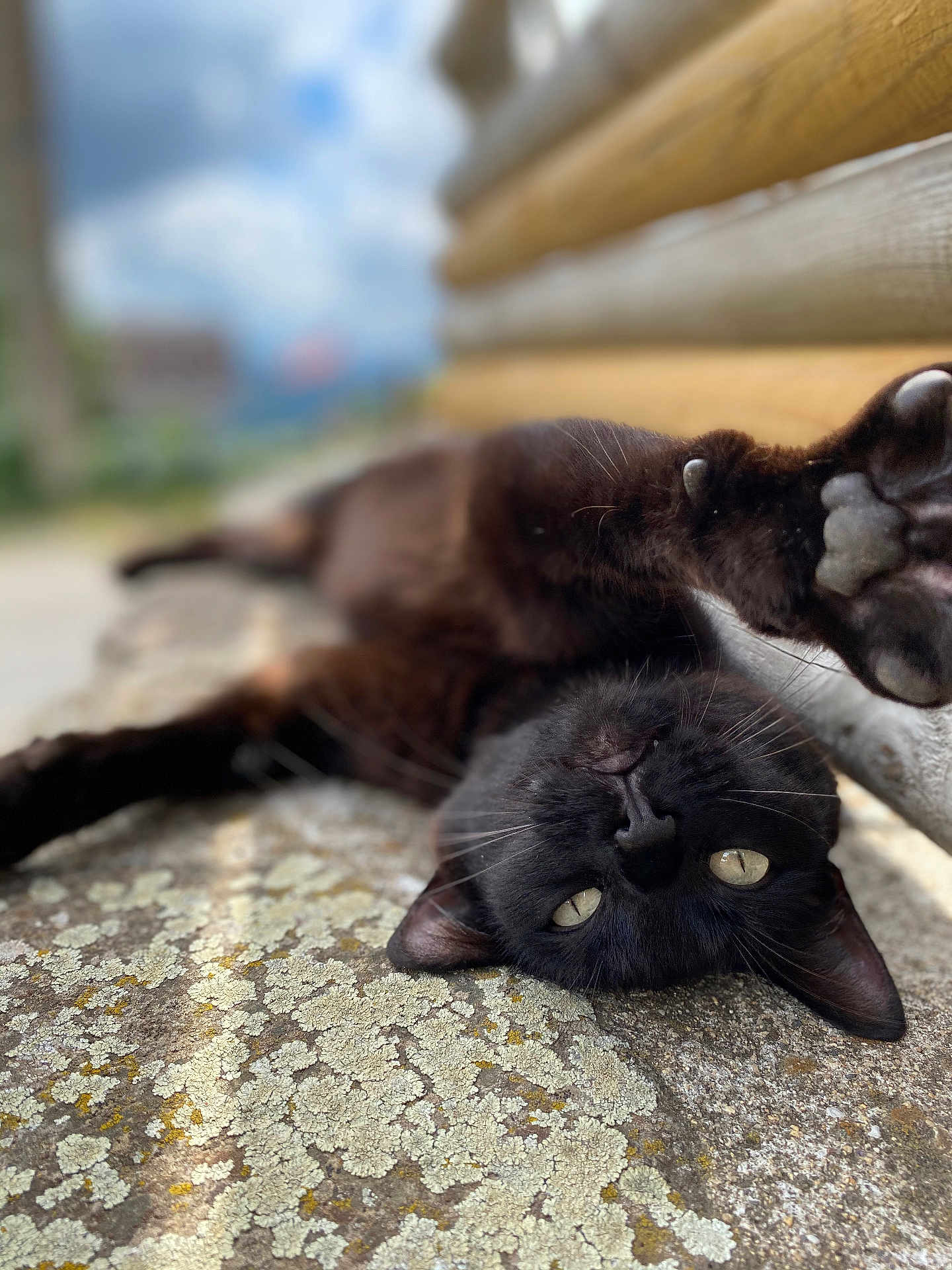 Rose participe au concours pour gagner de l'argent avec cette photo : black_cat, cat, paw, stretching, lying_down, stone_surface, texture, wooden_wall, outdoor, cloudy_sky, close_up, animal, pet, relaxed, whiskers, curious, feline, nature, daylight, blurred_background