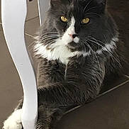 Neutron participe au concours pour gagner de l'argent avec cette photo : cat, gray_cat, white_paws, feline, pet, indoor, floor, table_leg, crossed_paws, resting, whiskers, golden_eyes, fur, domestic_animal, animal, cute, relaxed, house_pet, looking, close_up