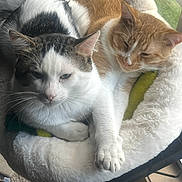 Miko N Marley joined the competition — help win amazing prizes! cat, cats, pet, pets, animal, animals, feline, bed, cozy, snuggling, sleeping, resting, indoor, window, fluffy, fur, cute, relaxed, companion, domestic