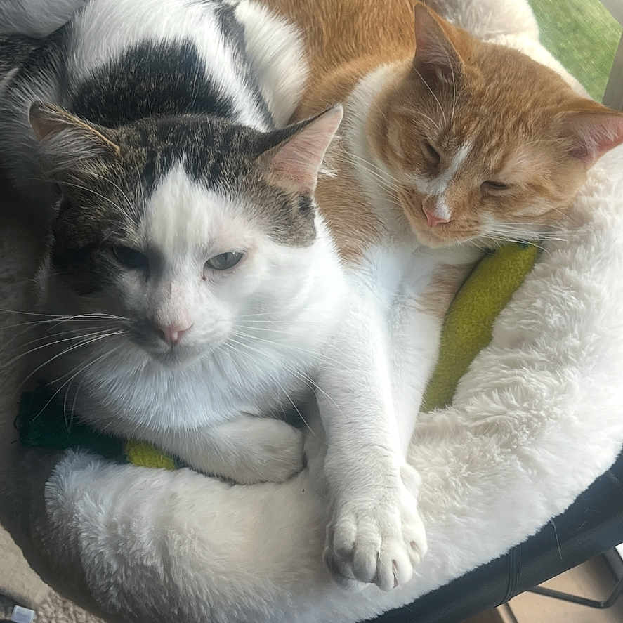 Miko N Marley joined the competition — help win amazing prizes! animal, animals, bed, cat, cats, companion, cozy, cute, domestic, feline, fluffy, fur, indoor, pet, pets, relaxed, resting, sleeping, snuggling, window