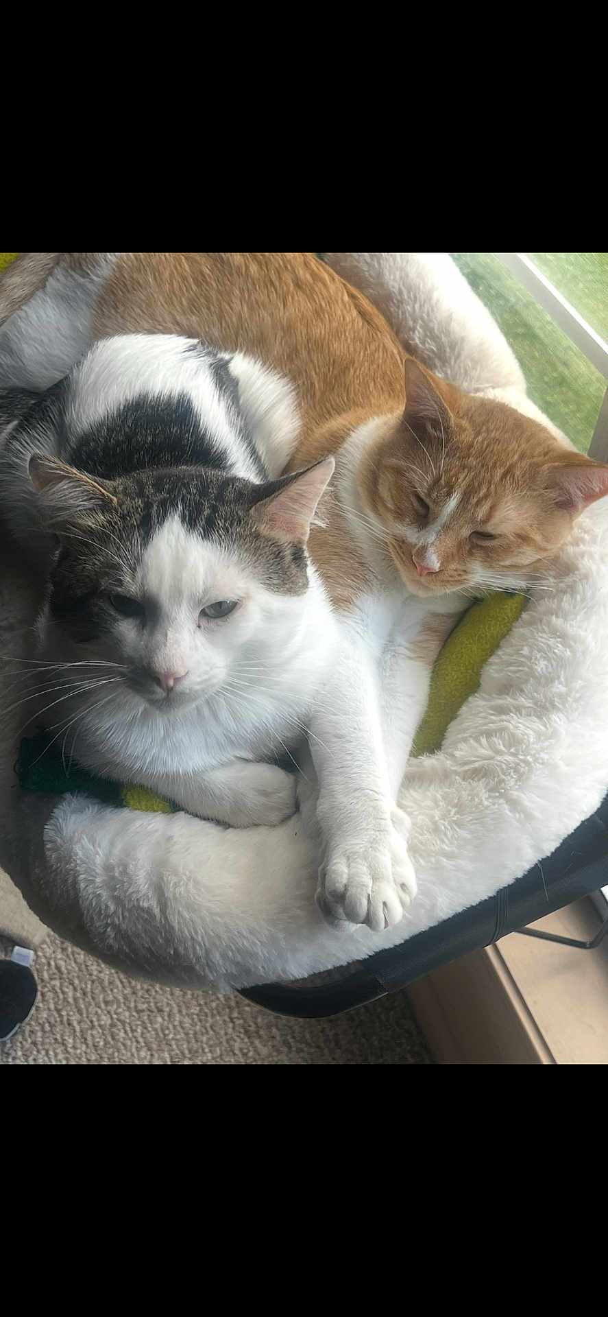 Miko N Marley joined the competition — help win amazing prizes! cat, cats, pet, pets, animal, animals, feline, bed, cozy, snuggling, sleeping, resting, indoor, window, fluffy, fur, cute, relaxed, companion, domestic