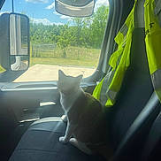Miko N Marley joined the competition — help win amazing prizes! black_seat, blue_sky, calm, cat, clouds, daylight, domestic_animal, greenery, high_visibility_vest, indoor, passenger_seat, pet, quiet, seat, shadow, side_mirror, sunlight, trees, vehicle_interior, window
