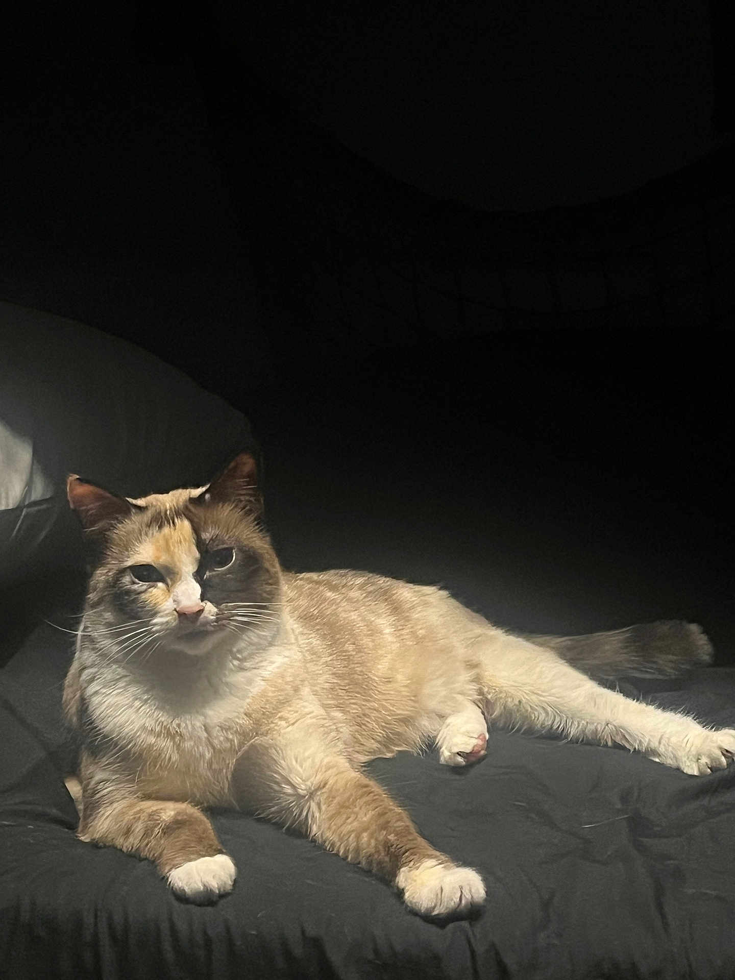 Mittens joined the competition — help win amazing prizes! cat, animal, pet, feline, lying_down, fur, whiskers, paws, multi_colored, spotlight, dark_background, indoor, resting, relaxed, cute, mammal, domestic_animal, portrait, soft_light, cozy