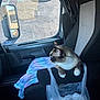Mittens is registered to the contest to win money with this photo: cat, car_seat, blanket, plastic_bag, window, vehicle_interior, curious_cat, domestic_cat, seat_cover, side_mirror, daylight, resting_cat, feline, indoor, pet, travel, looking_out_window, black_and_white_cat, seat, curtain