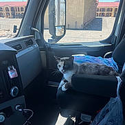 Mittens is registered to the contest to win money with this photo: cat, vehicle_interior, passenger_seat, blanket, window, sunlight, car_mirror, building, red_roof, dashboard, plastic_bag, door, seat, car_seat, animal, pet, interior, daylight, resting, feline