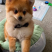Duke is registered to the contest to win money with this photo: pomeranian, puppy, dog, bow_tie, pet_bed, indoor, carpet, toy, small_dog, fluffy, cute, animal, pet, domestic_animal, canine, companion, furry, young_dog, playful, adorable