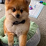 pomeranian, puppy, dog, bow_tie, pet_bed, indoor, carpet, toy, small_dog, fluffy, cute, animal, pet, domestic_animal, canine, companion, furry, young_dog, playful, adorable